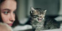 Kitten meowing