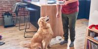 A man giving a dog food to a dog