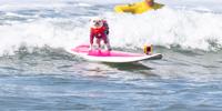 A dog on a surfboard