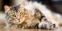 fluffy cat laying on floor looking into camera