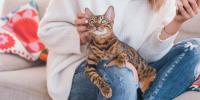Cat is sitting