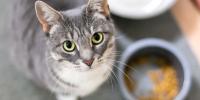 grey tabby cat looking into the camera