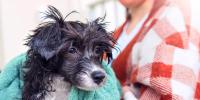 wet puppy wrapped in a green towel