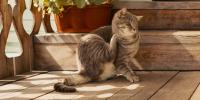 cat itching its neck