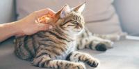 Grey tabby cat being pet while laying down on couch
