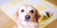 Golden retriever con un trozo de queso en la nariz