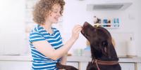 woman with red hair feeding a brown labrador a ripe tomato