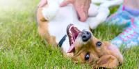 person playing with yellow dog on back in grass