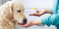 Primer plano de un golden retriever tomando medicamentos que le da su dueño