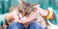 A close-up of a cat being pet by its owner