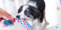A close-up of a puppy pulling a rope toy