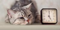 cat laying on floor with head next to a clock