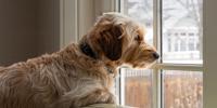 dog looking out window