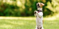 dog sitting up on back legs in begging pose in the grass