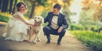 couple in wedding clothing petting dog on sidewalk
