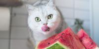white cat looking at watermelon, licking lips