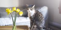 striped cat sitting next to vase of daffodils