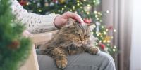 striped cat sitting on owner's lap during the holidays