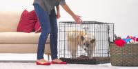 A pet owner reaches towards their puppy’s crate. The puppy stands inside the crate, which is located next to a basket of toys