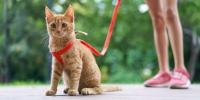 Cat wearing a red leash sits patiently at its owner’s feet