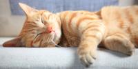 gato amarillo con rayas durmiendo en un sofá
