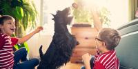 dos niños juegan al rondo con perro terrier escocés negro