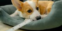 corgi acostado en su cama masticando una regla