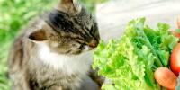 striped cat sniffing head of lettuce