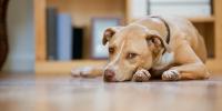 perro amarillo triste acostado en el suelo de la cocina