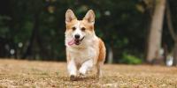 tan corgi running in the grass