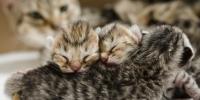 sleeping striped kittens with mother cat looking on