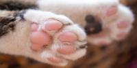 cat paw pads or toe beans