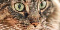 Close up of a cat’s eyes