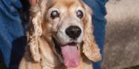 Panting dog with cataracts in both eyes