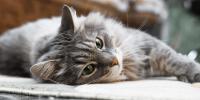 Elderly cat staring at a wall