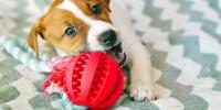 Puppy chewing on a dog toy