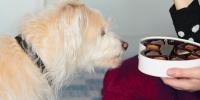 dog looking at box of chocolates