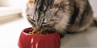 A cat eating dry senior cat food out of a bowl