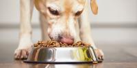 A dog eating dry senior dog food out of a bowl