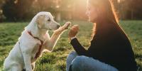 A senior dog high fiving its owner