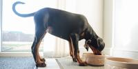 black dog eating from tan dog bowl