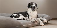Great Dane laying on dog bed