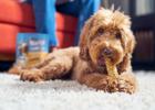 A dog chewing a Chewnola treat on the carpet.