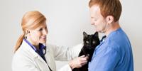 Vet examining a black cat