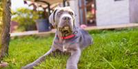 Cane Corso laying in grass