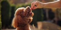 Small brown poodle eating dog treat