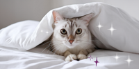 Let Your Cat Explore with Confidence