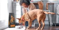 A human putting down a bowl of Pro Plan for her dog