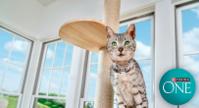New I have cat