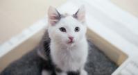 A kitten sitting in its litter box looking up